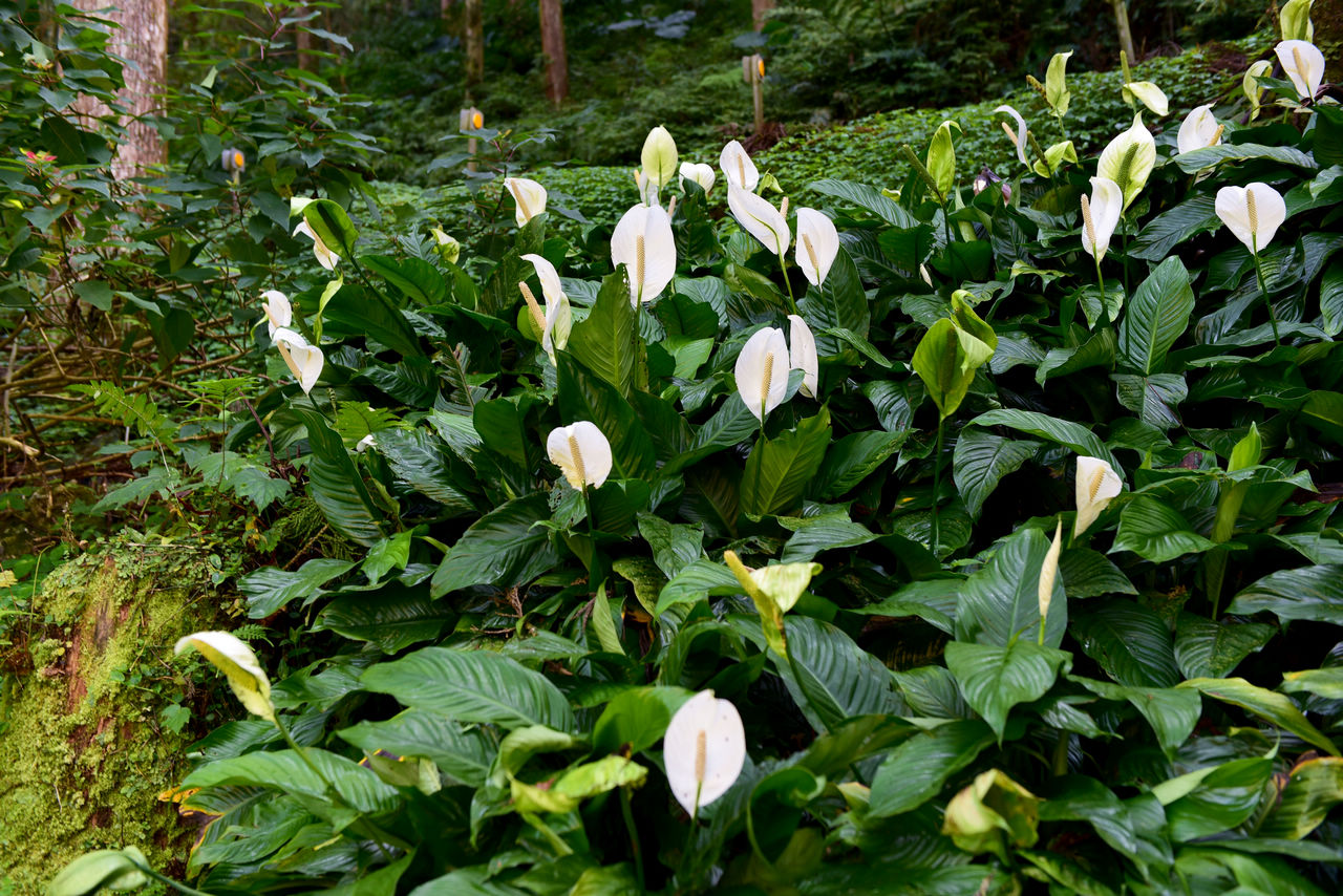 DSC_0506.jpg